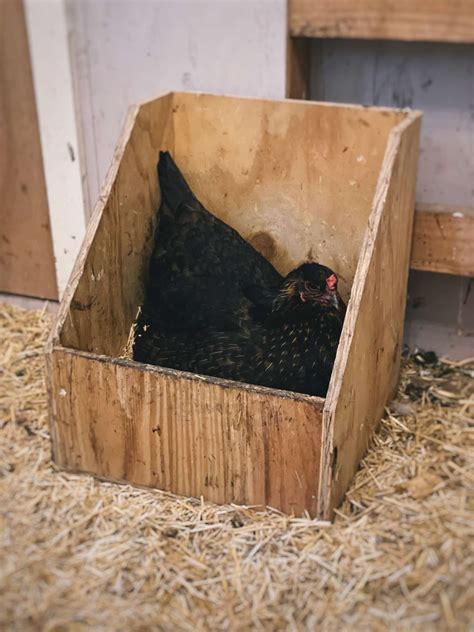 How To Get A Chicken To Use A Nesting Box