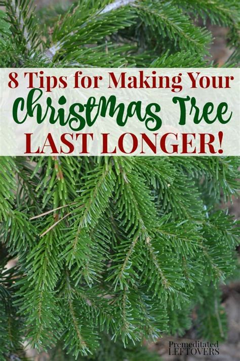How To Get A Christmas Tree To Last