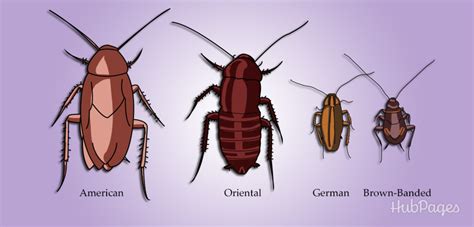 how to get a cockroach to move
