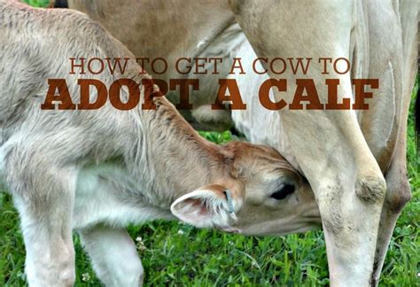 How To Get A Cow To Adopt A Calf