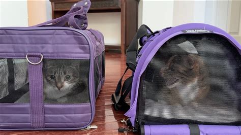 How To Get A Difficult Cat In A Carrier