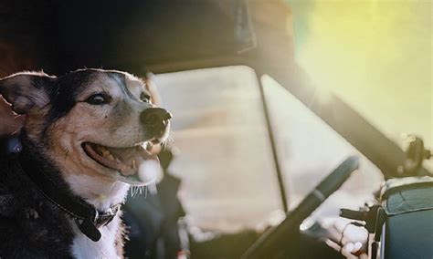 How To Get A Dog In Your Car