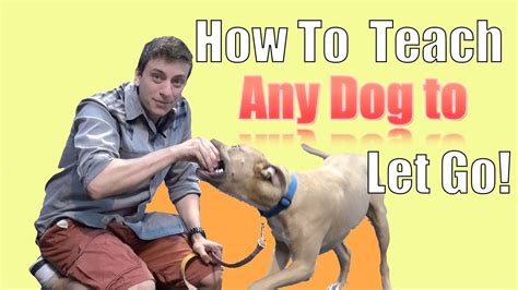 How To Get A Dog To Let Go