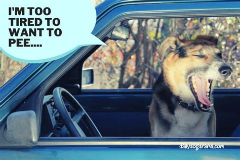 How To Get Dog and Cat Pee Out of Carpet The Family Handyman