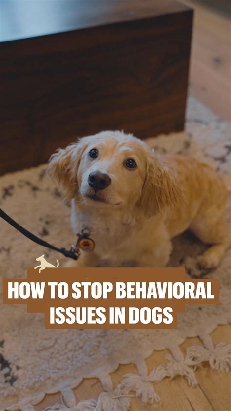 How To Get A Dog To Stop A Behavior