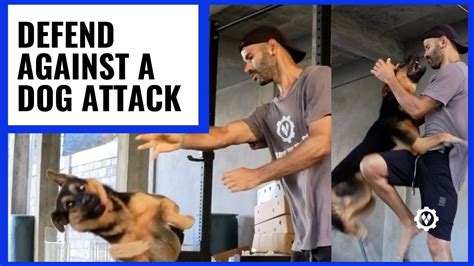 how to get a dog to stop attacking