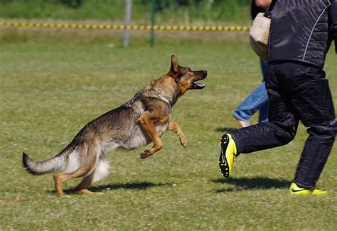how to get a dog to stop attacking someone
