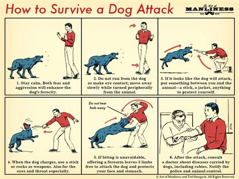 how to get a dog to stop attacking you
