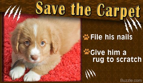 How To Get A Dog To Stop Scratching The Carpet