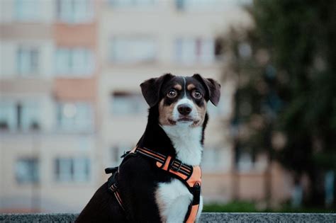 How To Get A Dog Used To A Harness