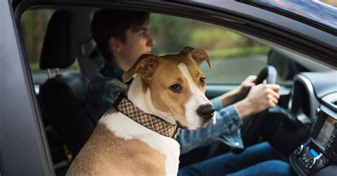 How To Get A Dog Used To Being In A Car