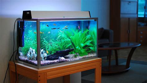 how to get a free fish tank