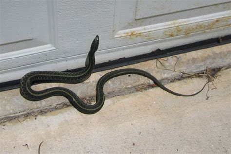how to get a garden snake out of your garage