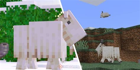 How To Get A Goat To Ram In Minecraft
