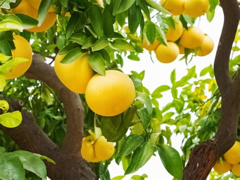 How To Get A Grapefruit Tree To Bloom