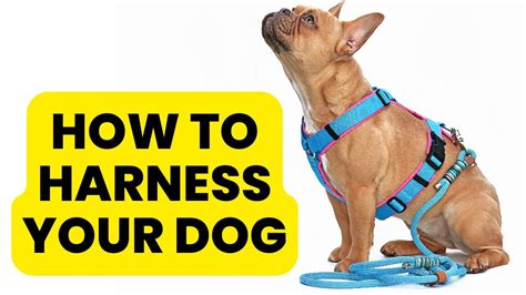 How To Get A Harness On A Dog