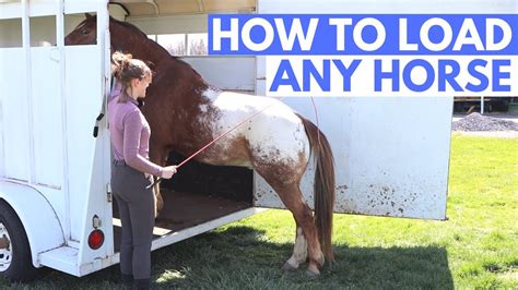 how to get a horse to load in a trailer