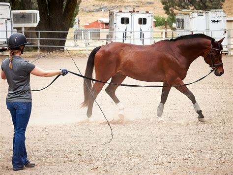 How To Get A Horse To Stop When Lunging