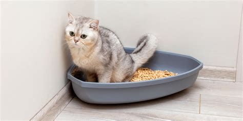 How To Get A Kitten To Pee In The Litter Box