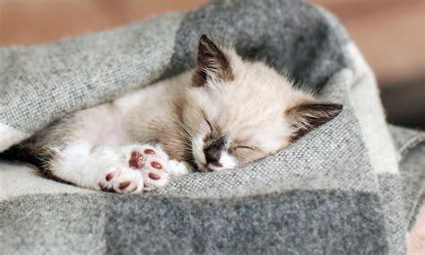 How To Get A Kitten To Sleep In A Cat Bed