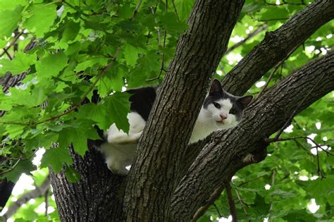 How To Get A Kitty Out Of A Tree