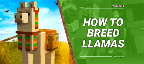 How To Get A Llama With Glasses In Minecraft