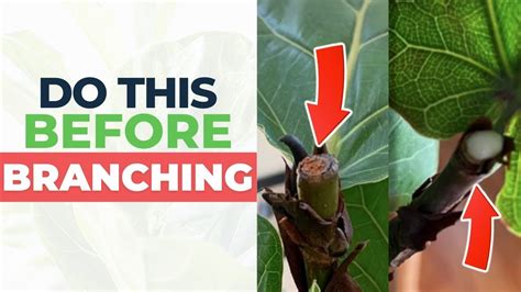 How To Get A New Branch On A Fiddle Leaf Fig