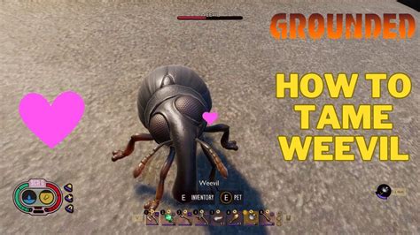 How To Get A Pet Weevil In Grounded