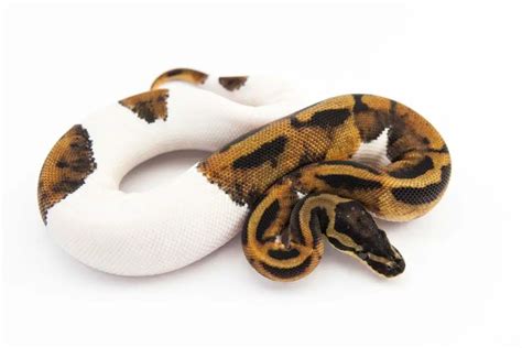 How To Get A Pied Ball Python
