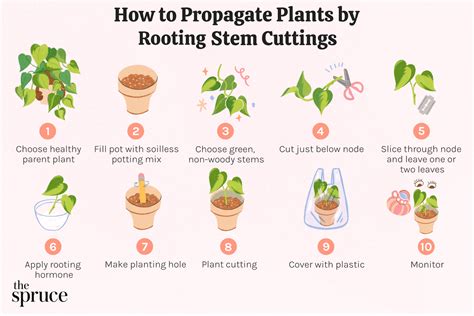 How To Get A Plant From A Cutting