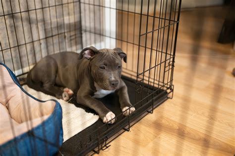 How To Get A Puppy Comfortable In A Crate