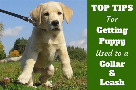 How To Get A Puppy To Get Used To A Collar
