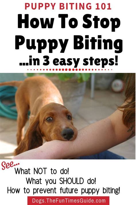 how to get a puppy to stop biting