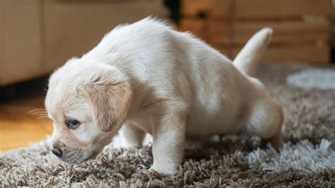 How To Get A Puppy To Stop Peeing On The Carpet
