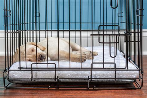 How To Get A Puppy Use To A Crate