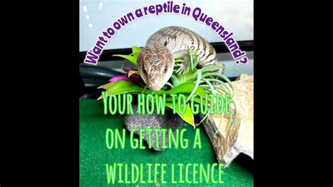 how to get a reptile licence qld