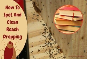 how to get a roach