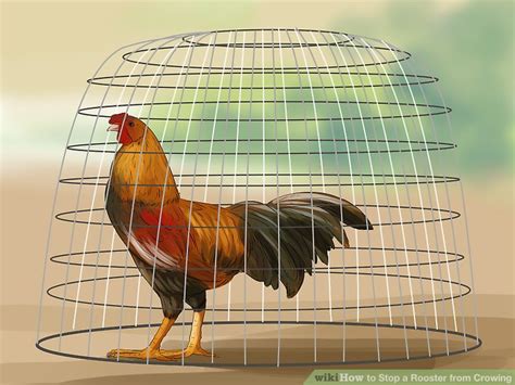 how to get a rooster to stop crowing