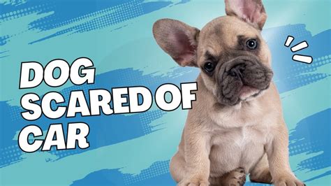 How To Get A Scared Dog In A Car