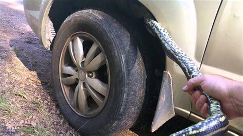 How To Get A Snake Out From Under A Car
