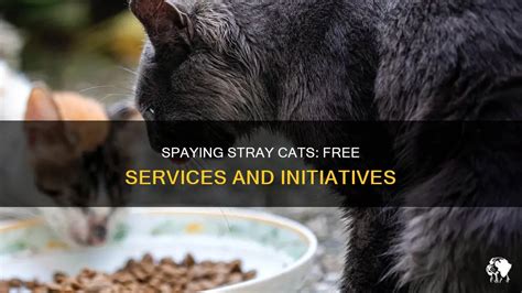 how to get a stray cat fixed for free