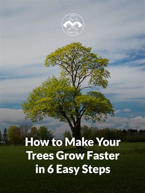 How To Get A Tree To Grow Faster