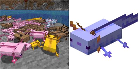How To Get An Axolotl In Minecraft