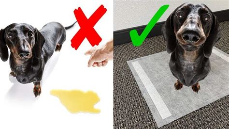 How To Get An Old Dog To Pee On A Pad