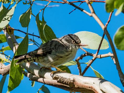 How To Get Bird Down From Tree