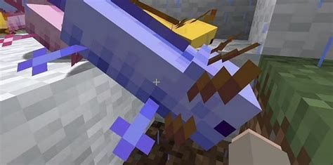 How To Get Blue Axolotl In Minecraft Mobile