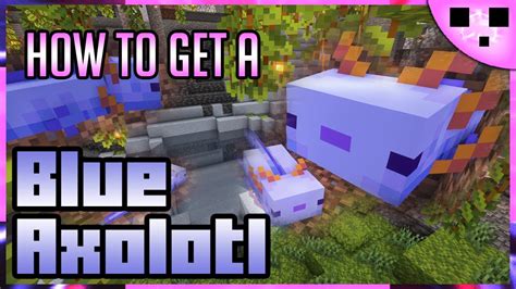 How To Get Blue Axolotl Minecraft Command Java