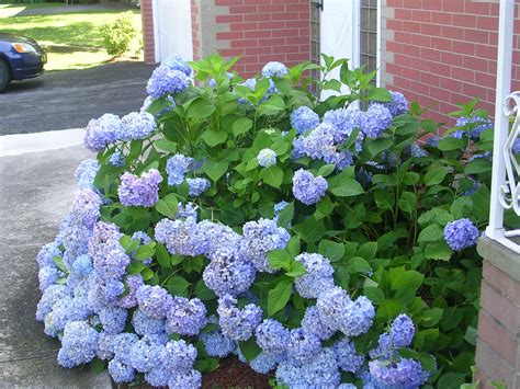 How To Get Blue Hydrangeas To Bloom