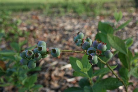 How To Get Blueberries To Bloom