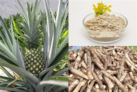 How To Get Bromelain